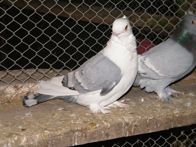  - vanzare blondineti blueti