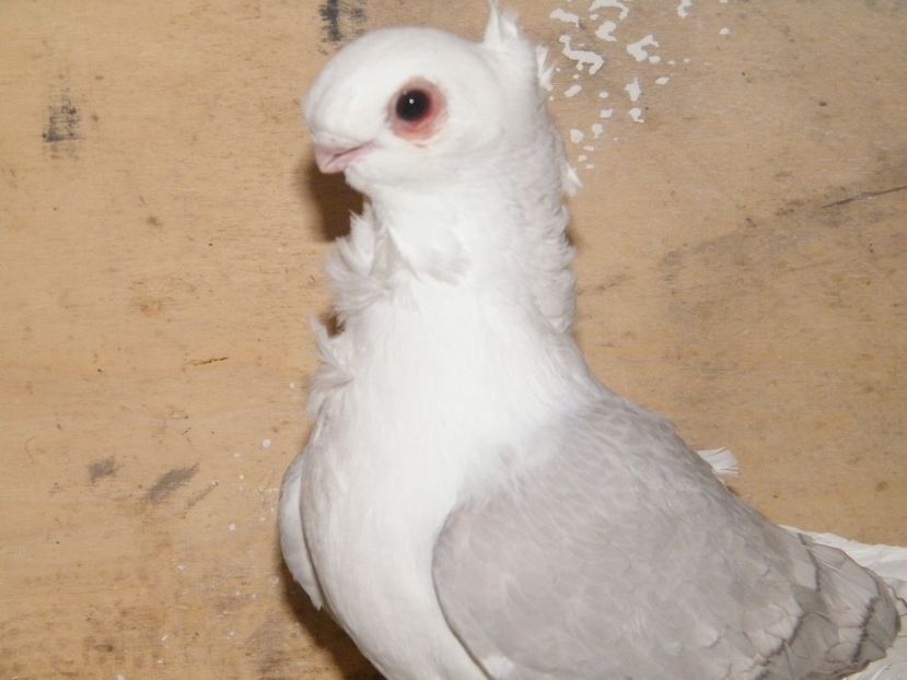  - vanzare blondineti blueti