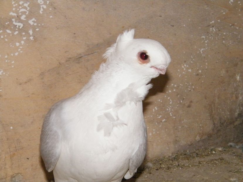  - vanzare blondineti blueti