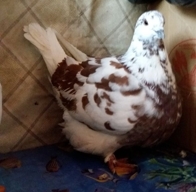  - Mondain francez 2018