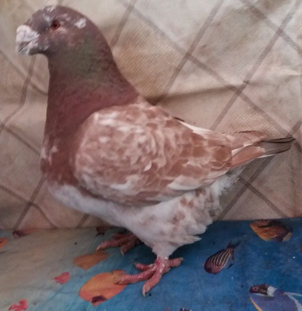  - Americani Giant Homer 2018