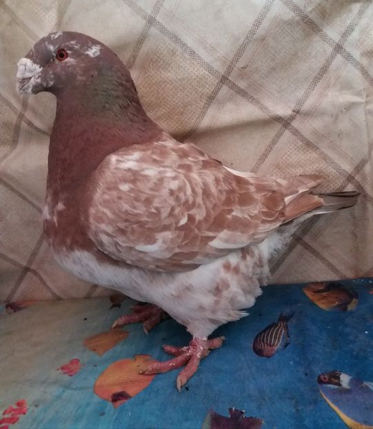  - Americani Giant Homer 2018