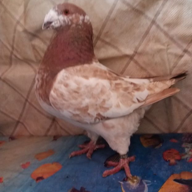  - Americani Giant Homer 2018