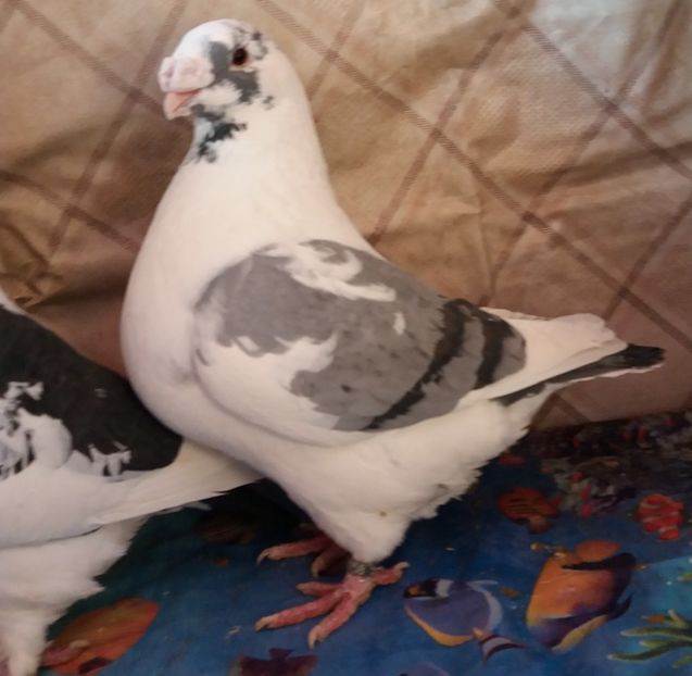  - Americani Giant Homer 2018