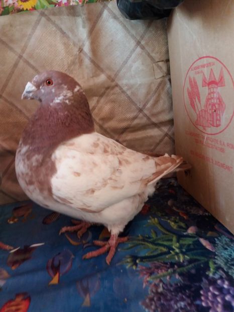  - Americani Giant Homer 2018