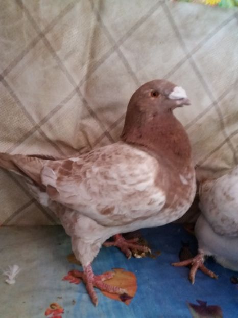  - Americani Giant Homer 2018