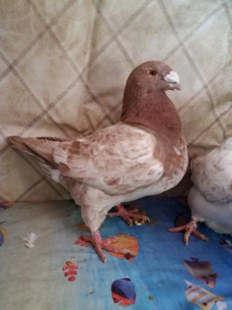  - Americani Giant Homer 2018