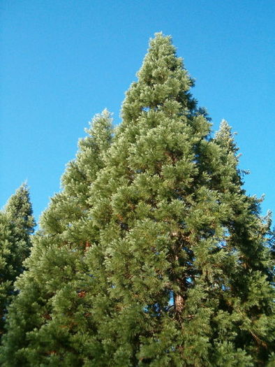 450px-Sequoiadendron_giganteum_BotGardBln1105GroupHabitus