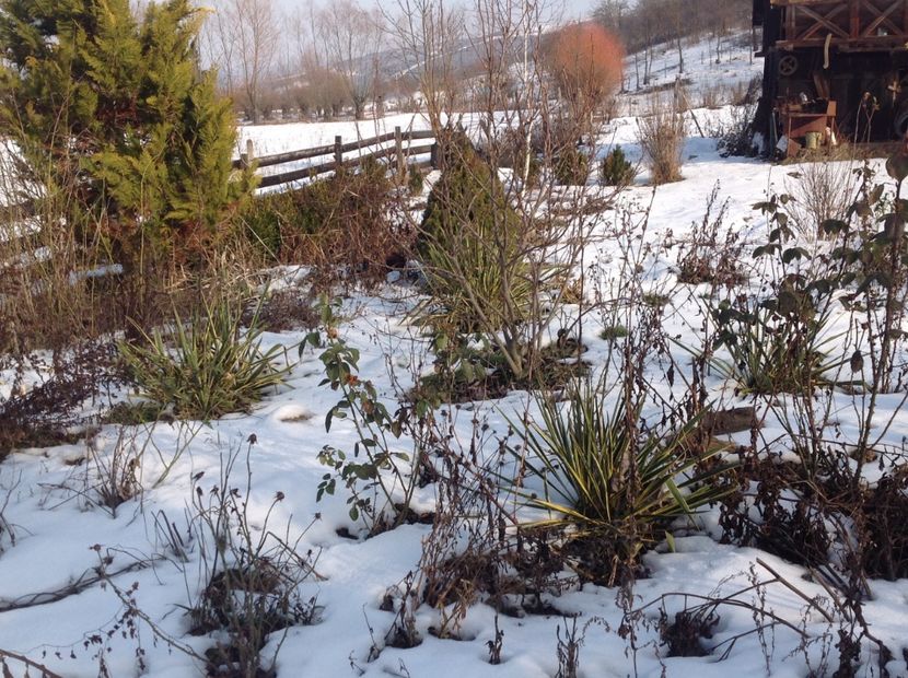  - Iarna la Mosie ian 2018