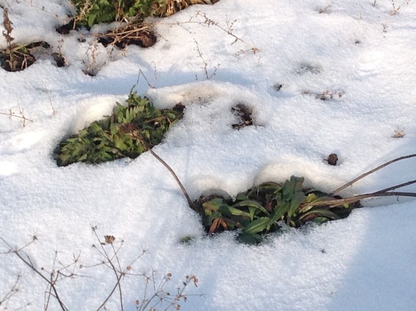  - Iarna la Mosie ian 2018