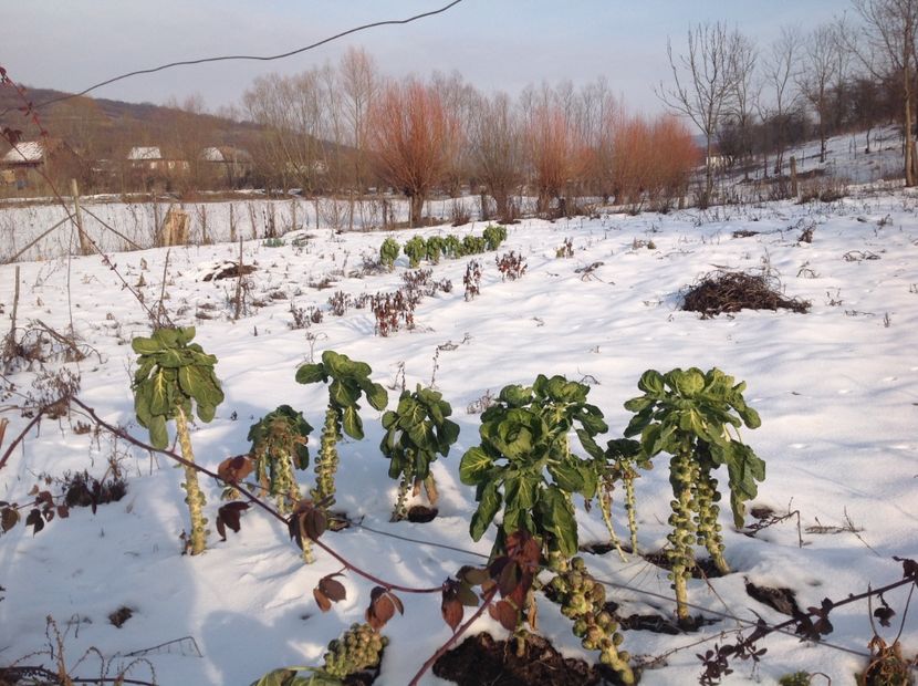  - Iarna la Mosie ian 2018