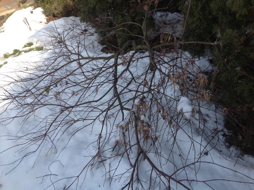  - Gradina iarna 2017