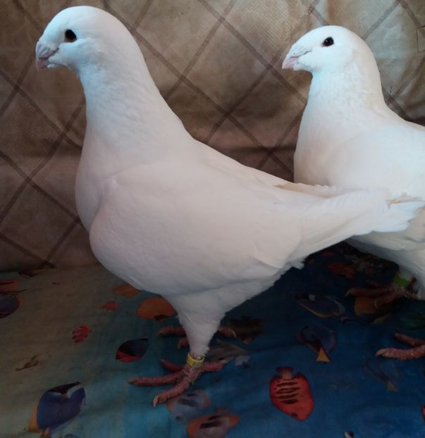  - Americani Giant Homer 2018