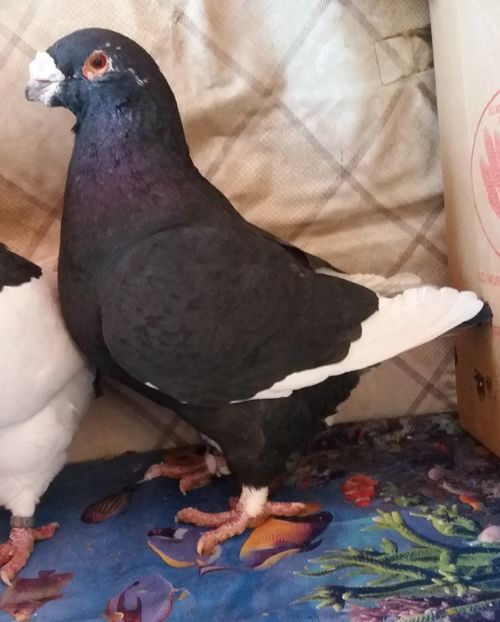  - Americani Giant Homer 2018