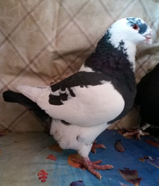  - Americani Giant Homer 2018