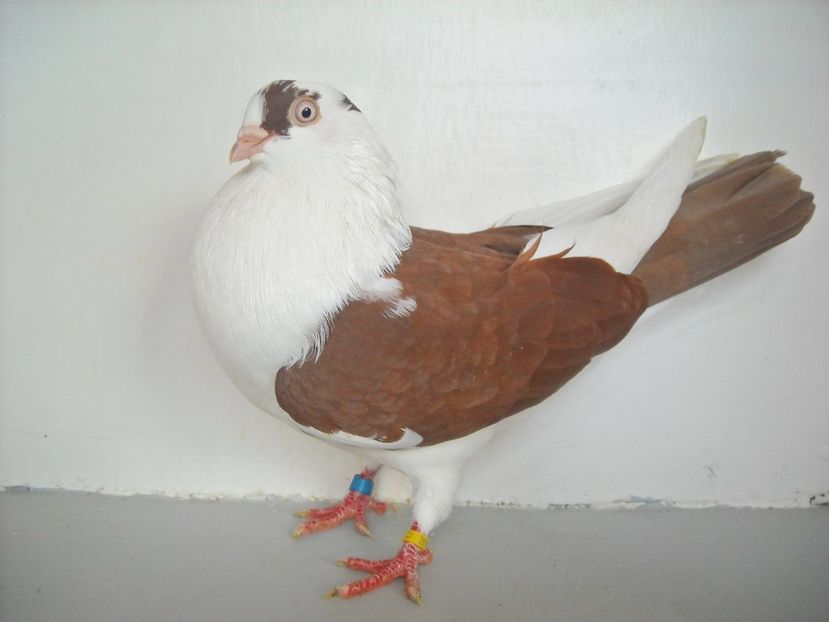  - jucatori de galati pe ros