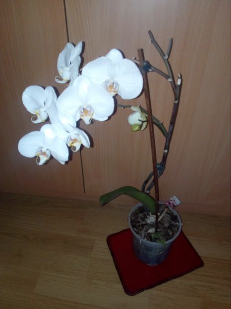  - orhideele mele in 2018