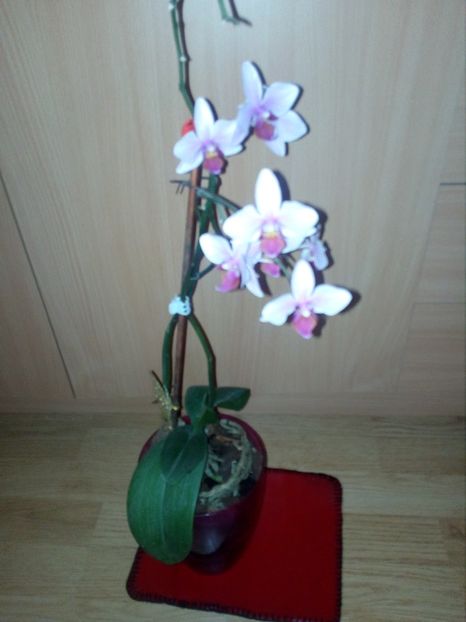  - orhideele mele in 2018