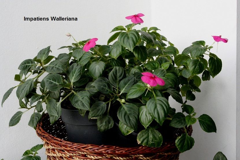 27.01.18 - 05 Impatiens- revigorare toamna