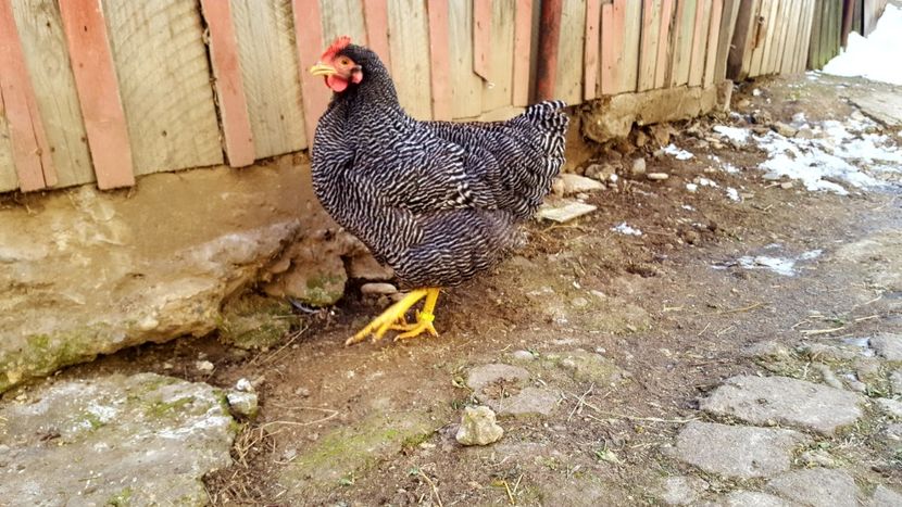  - PLYMOUTH ROCK BARAT