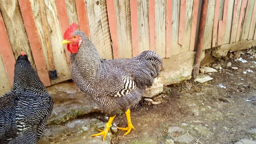  - PLYMOUTH ROCK BARAT