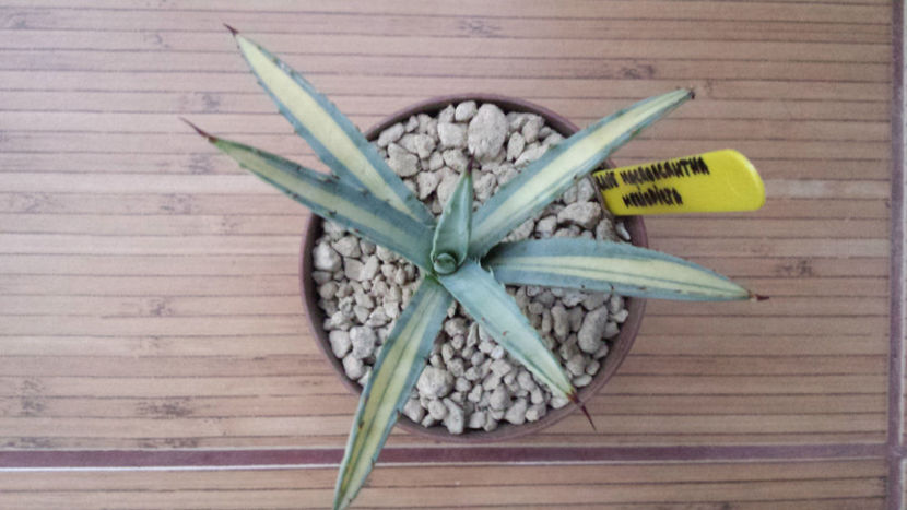 Agave Macroacantha Mediopicta - Agave Macroacantha