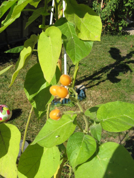 Picture 8553 - Tamarillo