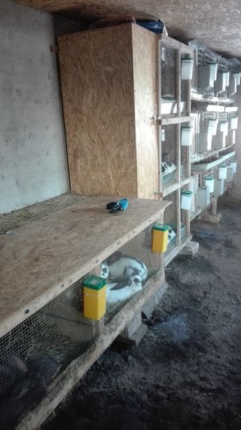  - 2Custile urechiatilor