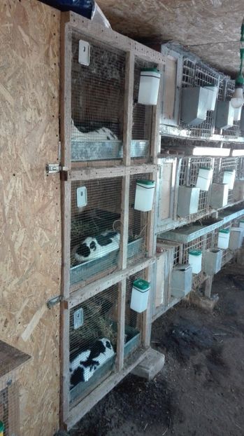  - 2Custile urechiatilor