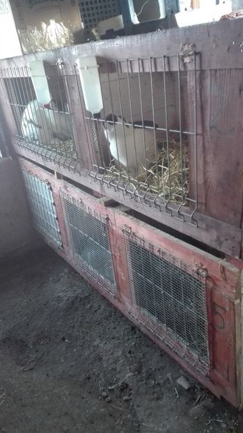  - 2Custile urechiatilor