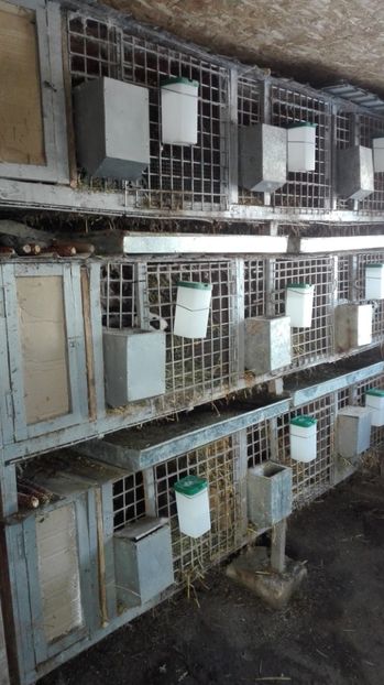  - 2Custile urechiatilor