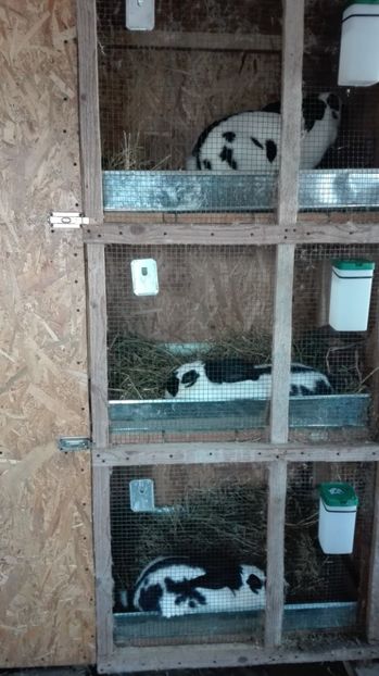  - 2Custile urechiatilor