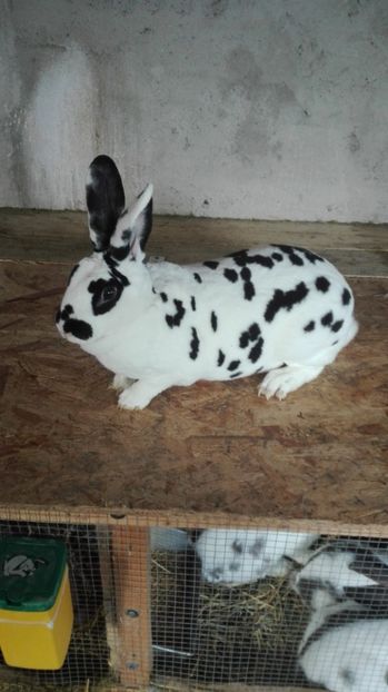 Femela - 4Rex dalmatian