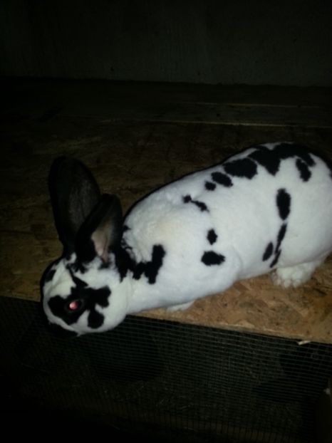 Mascul - 4Rex dalmatian