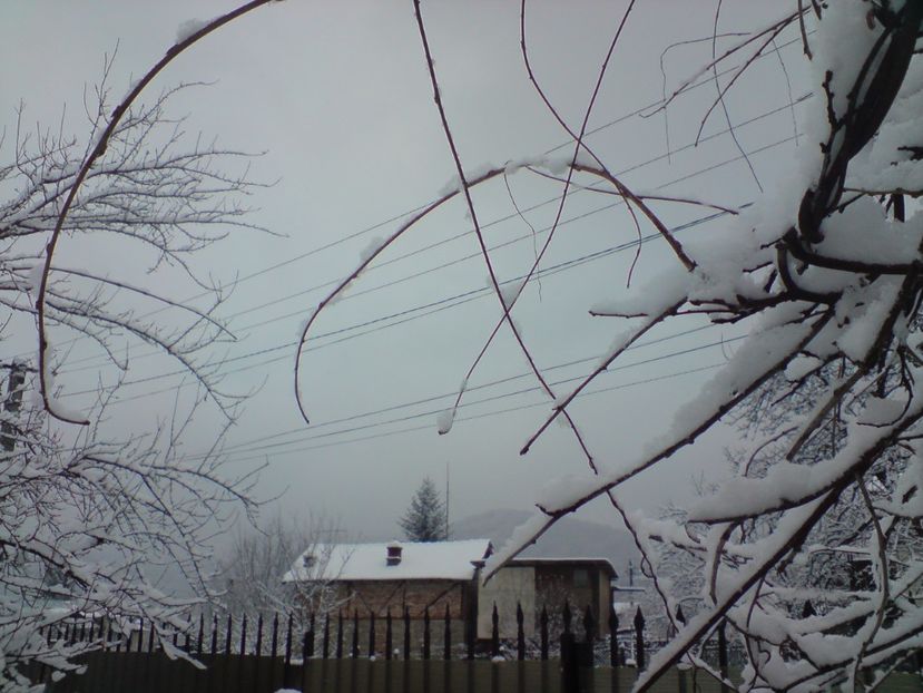  - Primul pui de iarna din 2018