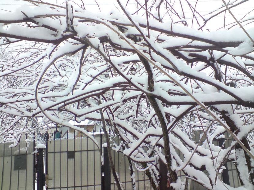  - Primul pui de iarna din 2018