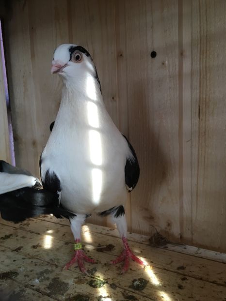 mascul 2017 bălțat pe negru - 2Jucatori de Galați 2018