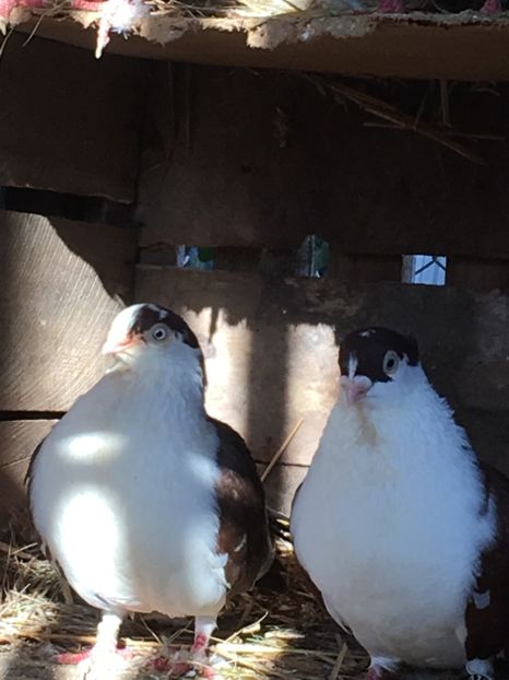 jucatori de Galați bălțați pe rosu - 2Jucatori de Galați 2018