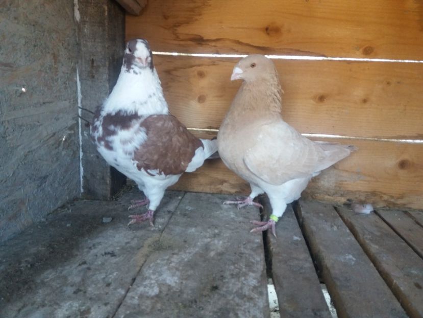  - Perechea nr 1 matcă 2018 A G H