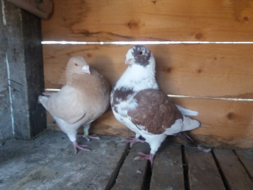  - Perechea nr 1 matcă 2018 A G H