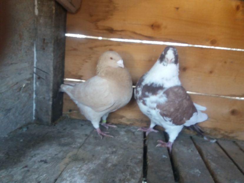  - Perechea nr 1 matcă 2018 A G H