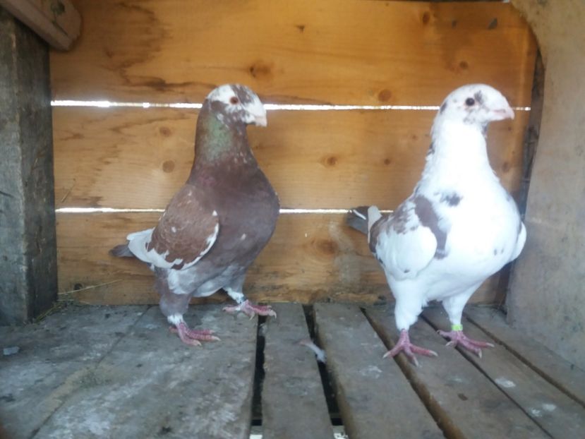  - Perechea nr 2 matcă 2018 A G H