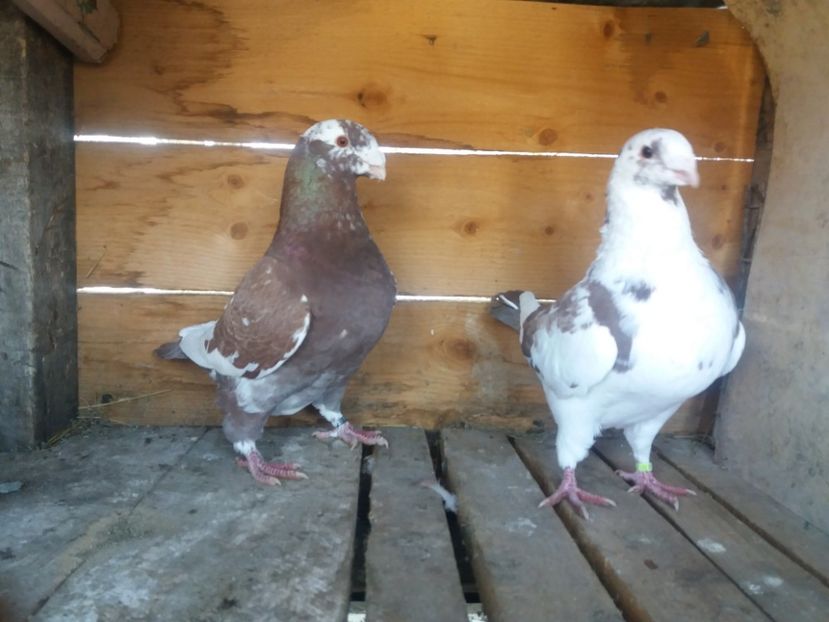  - Perechea nr 2 matcă 2018 A G H