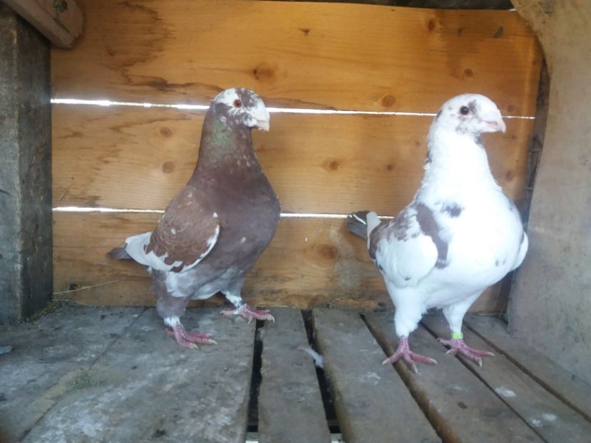  - Perechea nr 2 matcă 2018 A G H