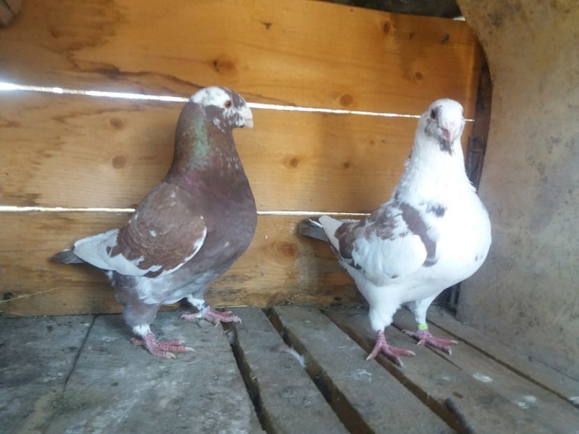  - Perechea nr 2 matcă 2018 A G H