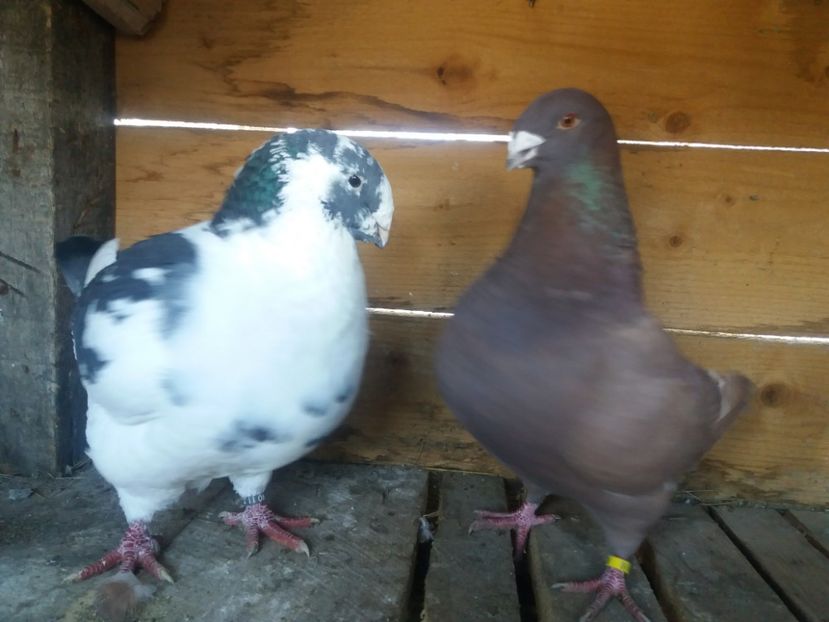  - Perechea nr 3 matcă 2018 A G H