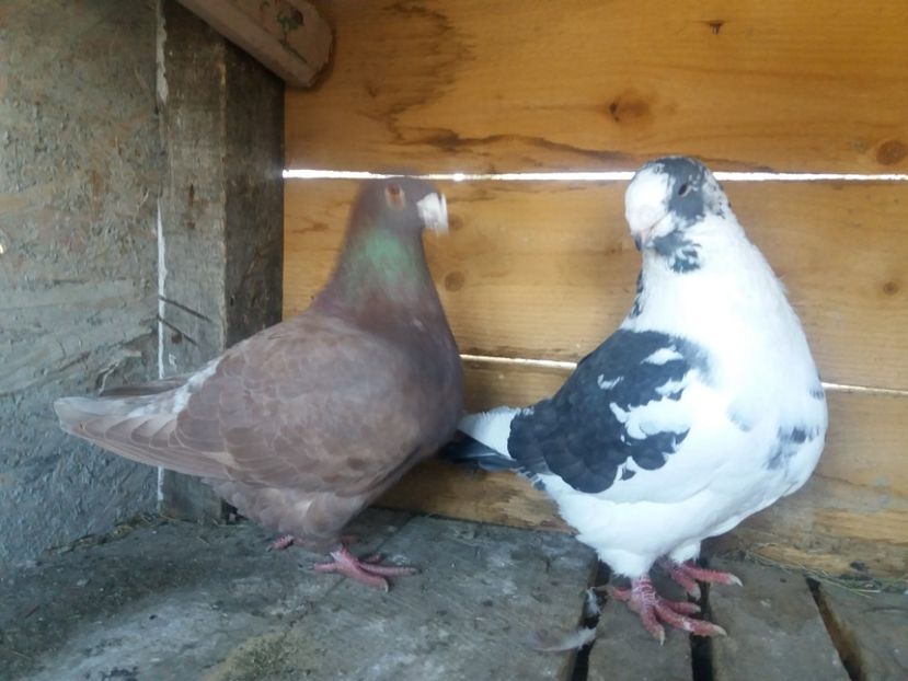  - Perechea nr 3 matcă 2018 A G H