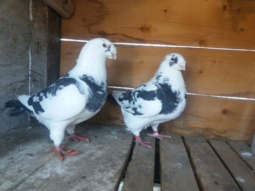  - Perechea nr 4 matcă 2018 A G H