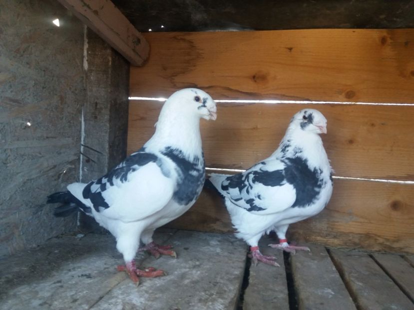  - Perechea nr 4 matcă 2018 A G H