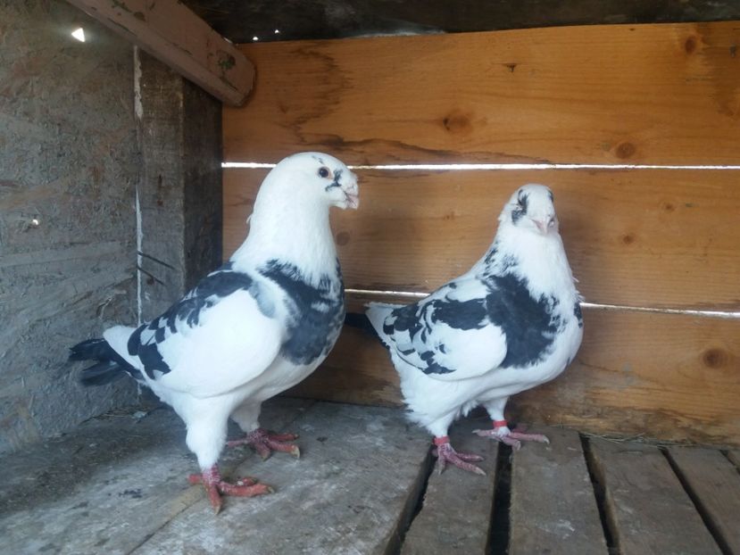  - Perechea nr 4 matcă 2018 A G H